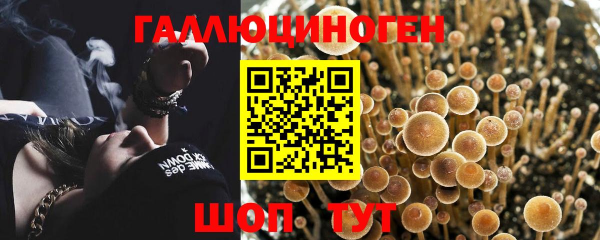 Галлюциногенные грибы Psilocybe Дюртюли